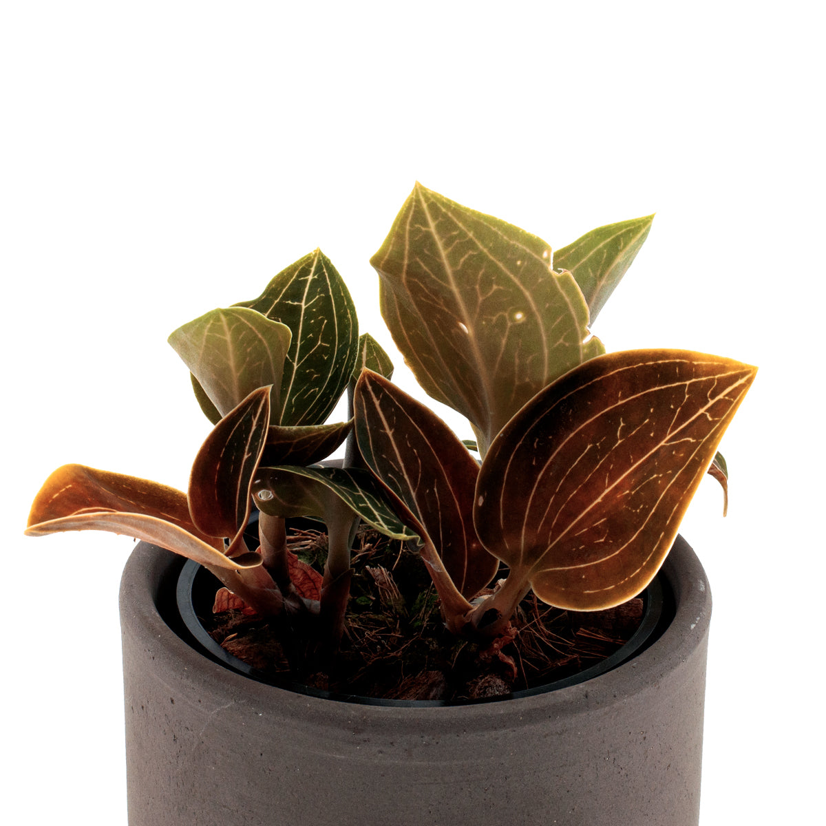 Ludisia Lemon
