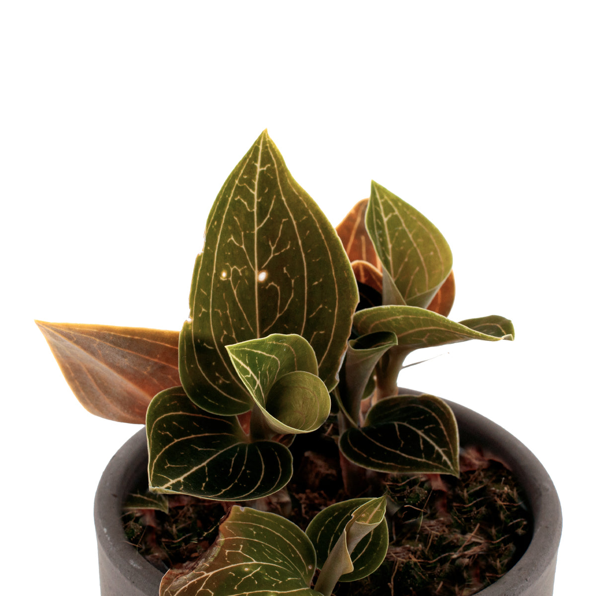 Ludisia Lemon