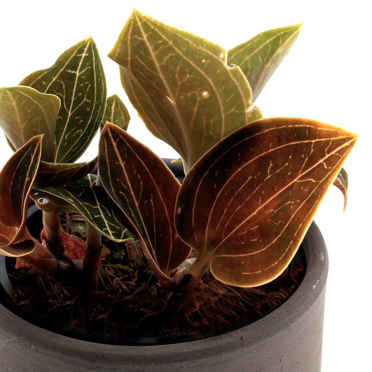 Ludisia Lemon