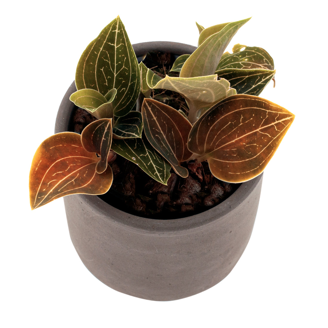 Ludisia Lemon