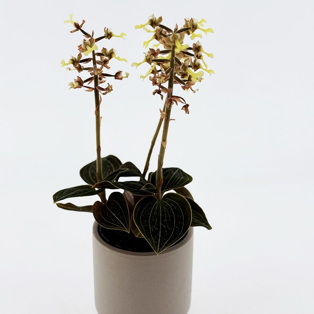 Ludisia Lemon