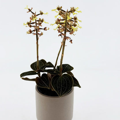 Ludisia Lemon