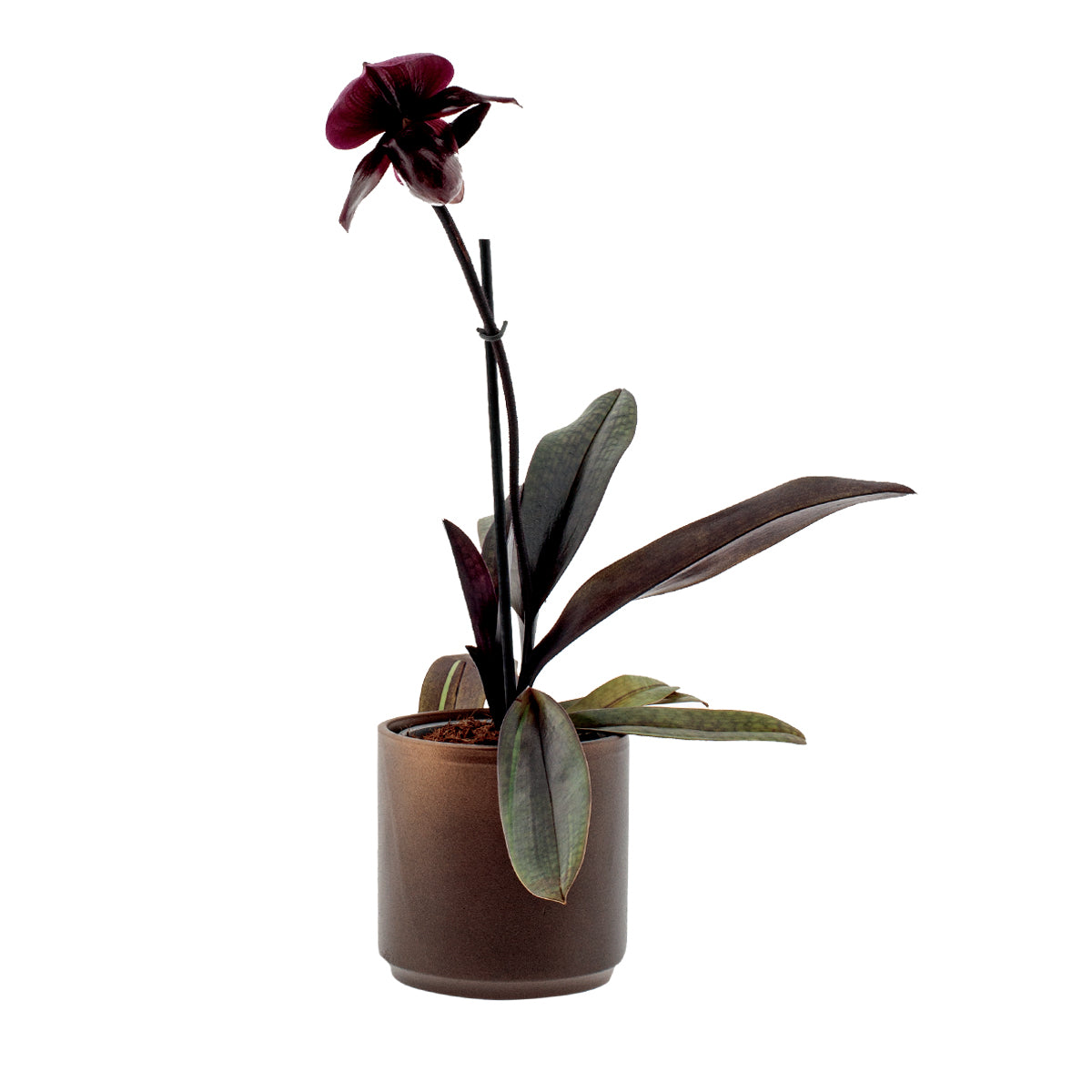 Paphiopedilum Vinicolor