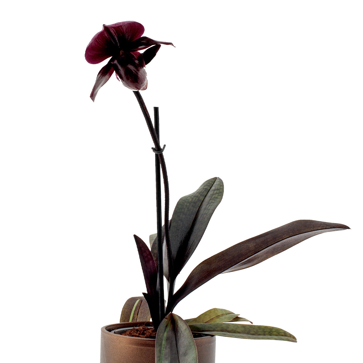 Paphiopedilum Vinicolor