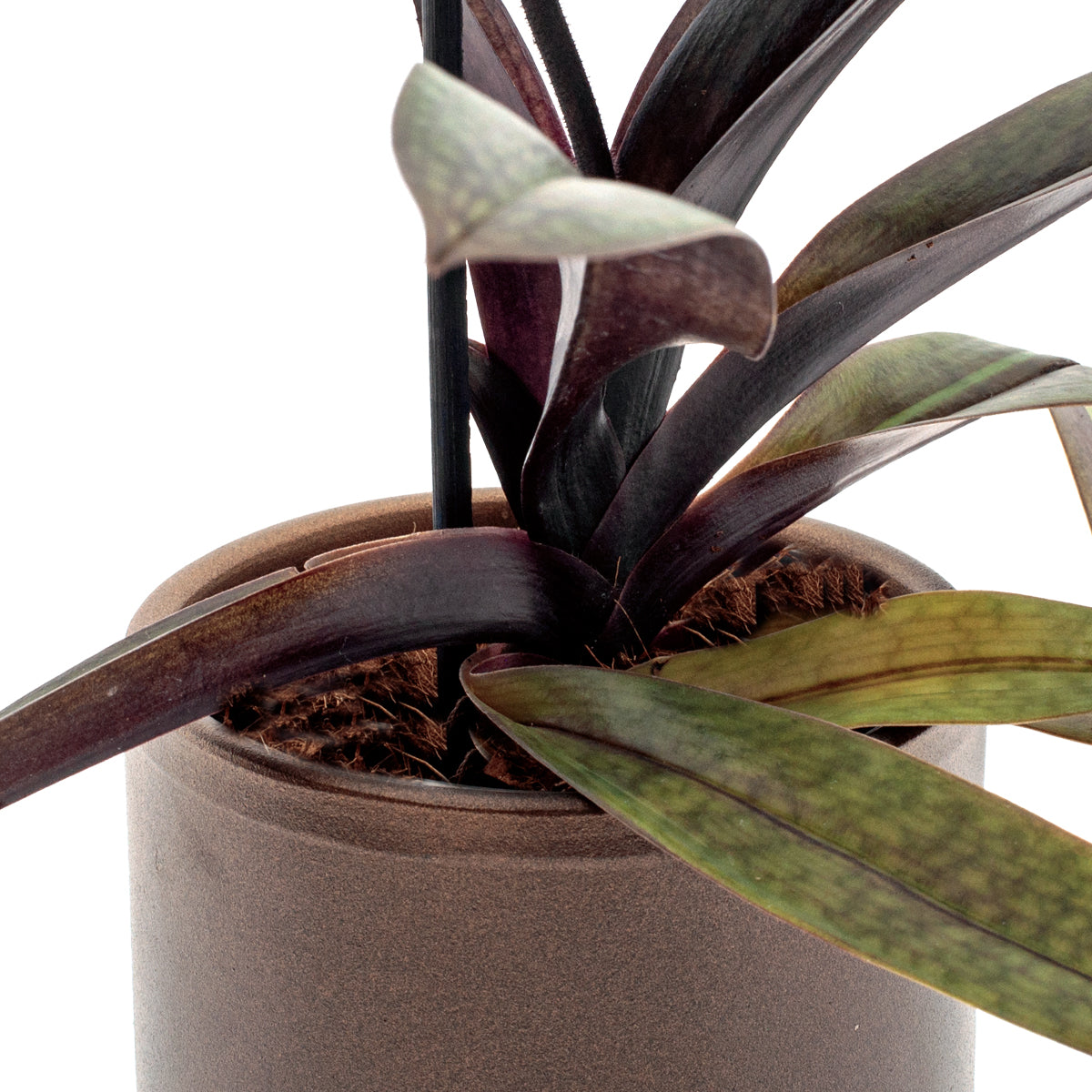 Paphiopedilum Vinicolor