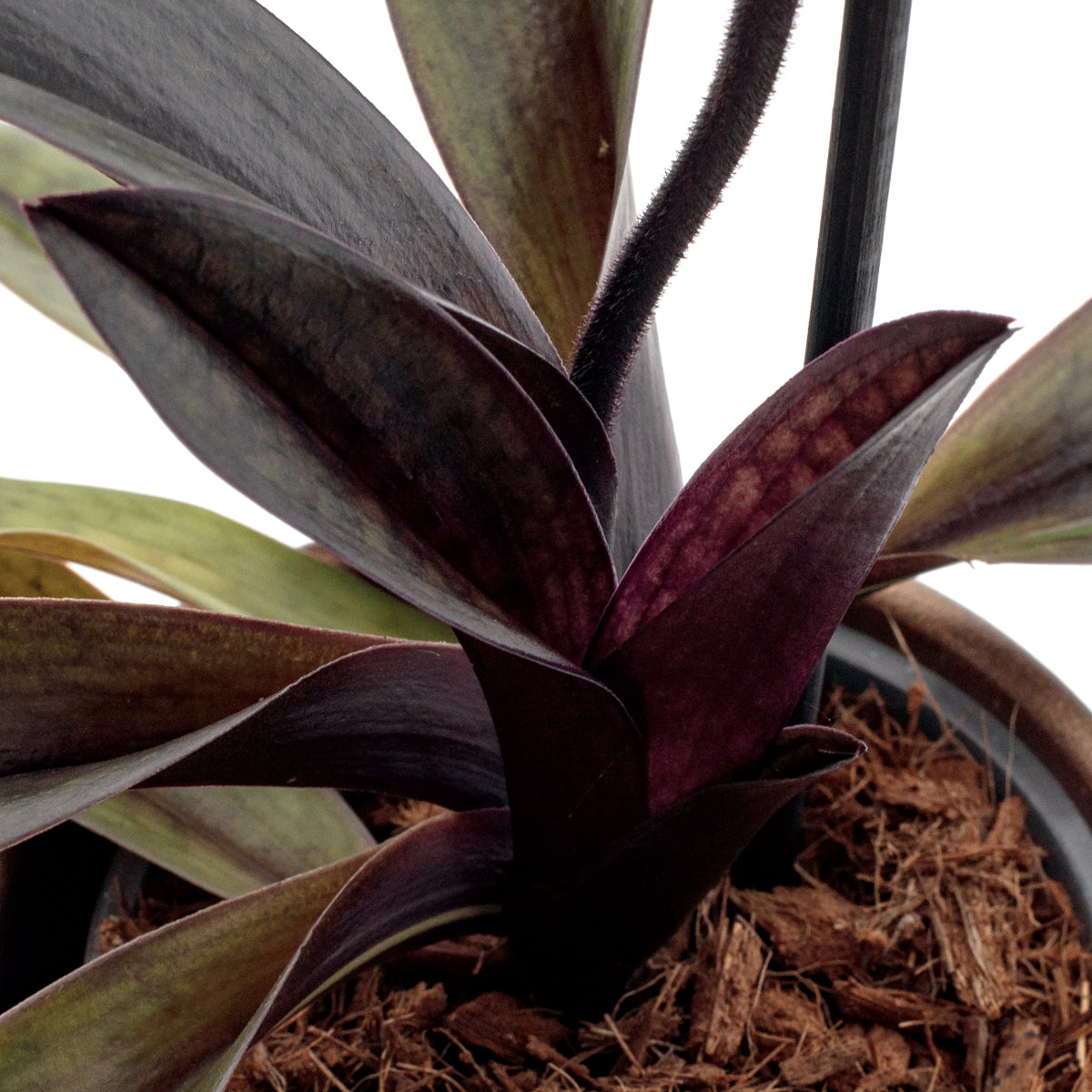 Paphiopedilum Vinicolor