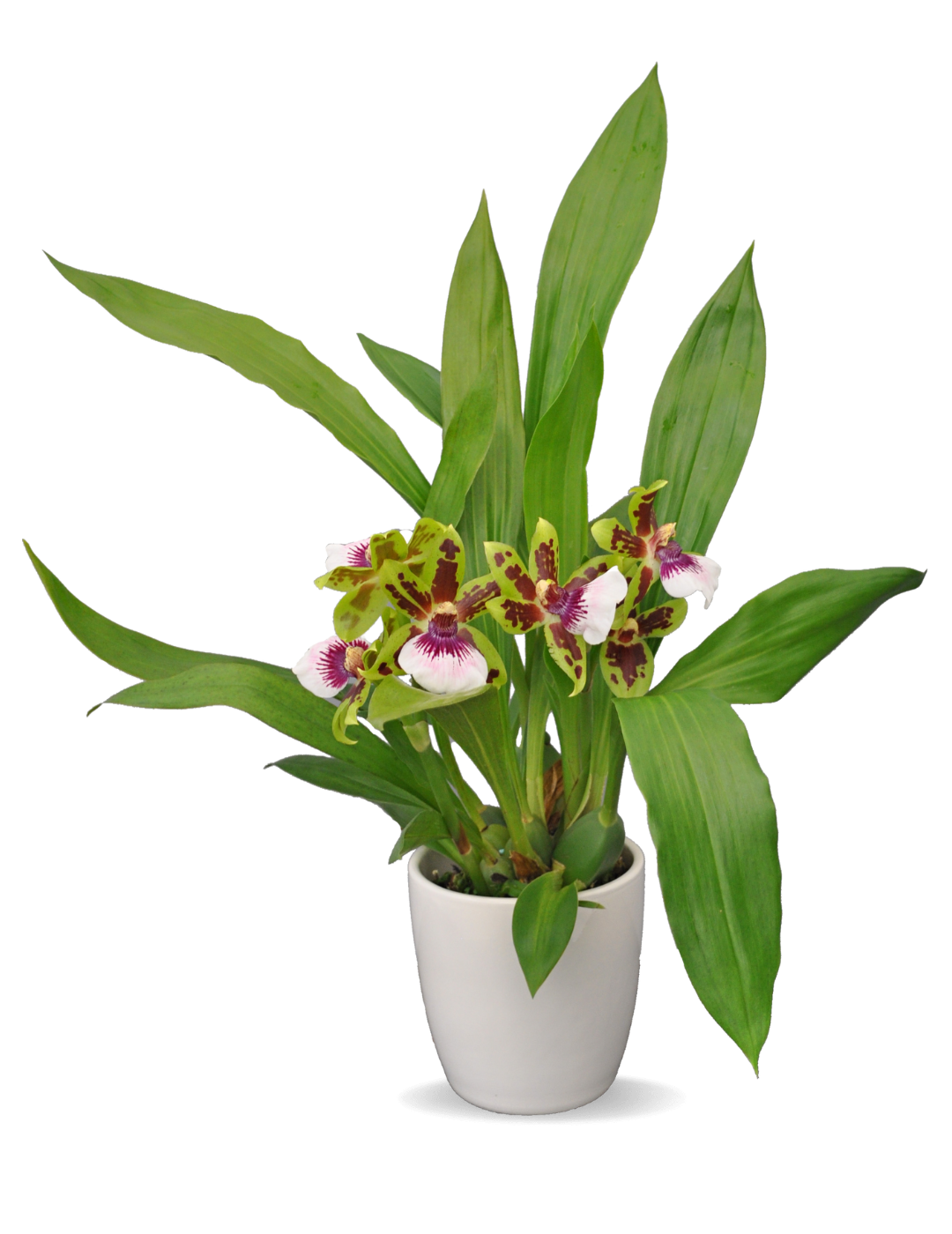 Zygopetalum Ariane