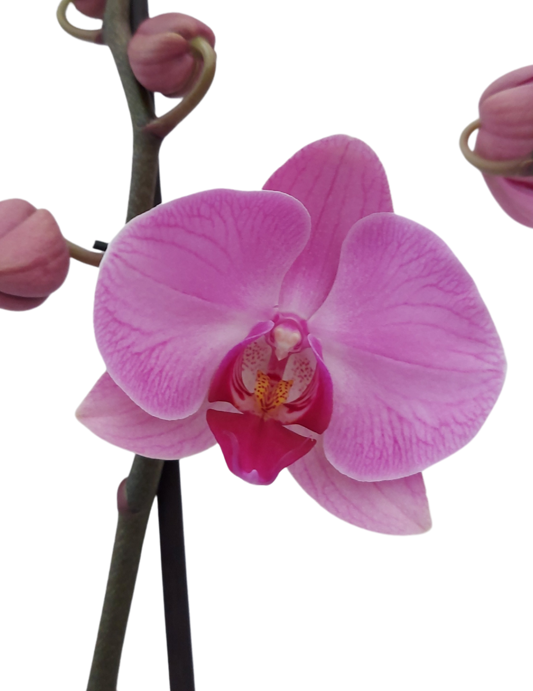 Phalaenopsis Orlando Ø12