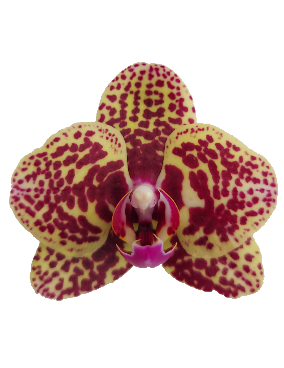 Phalaenopsis Alberta Ø9