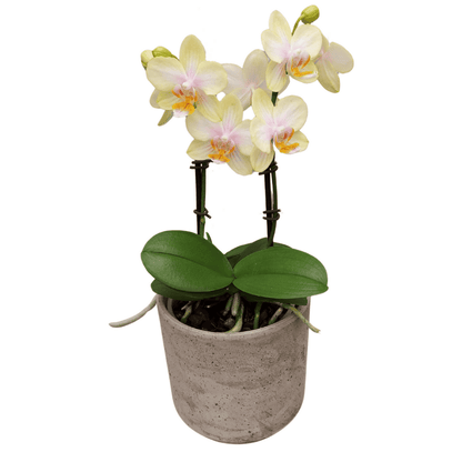 Phalaenopsis Gloria Ø12