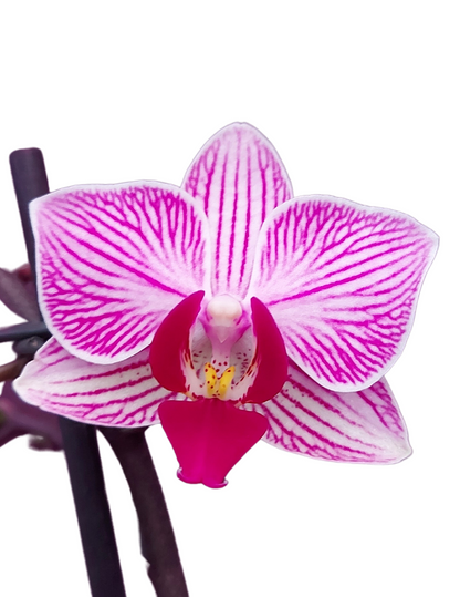 Phalaenopsis Santiago Ø9