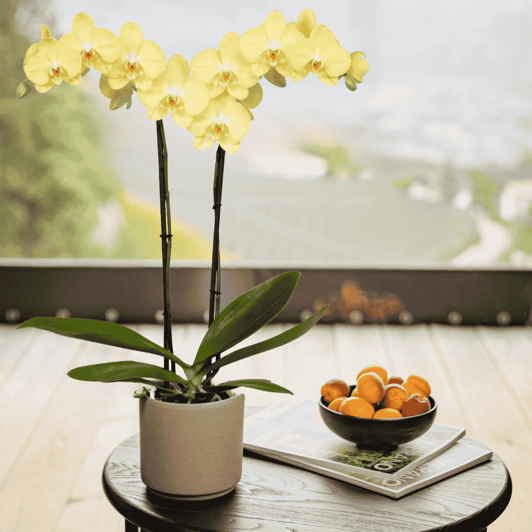 Phalaenopsis Savona Ø12