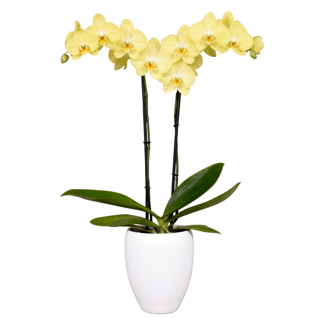 Phalaenopsis Savona Ø12
