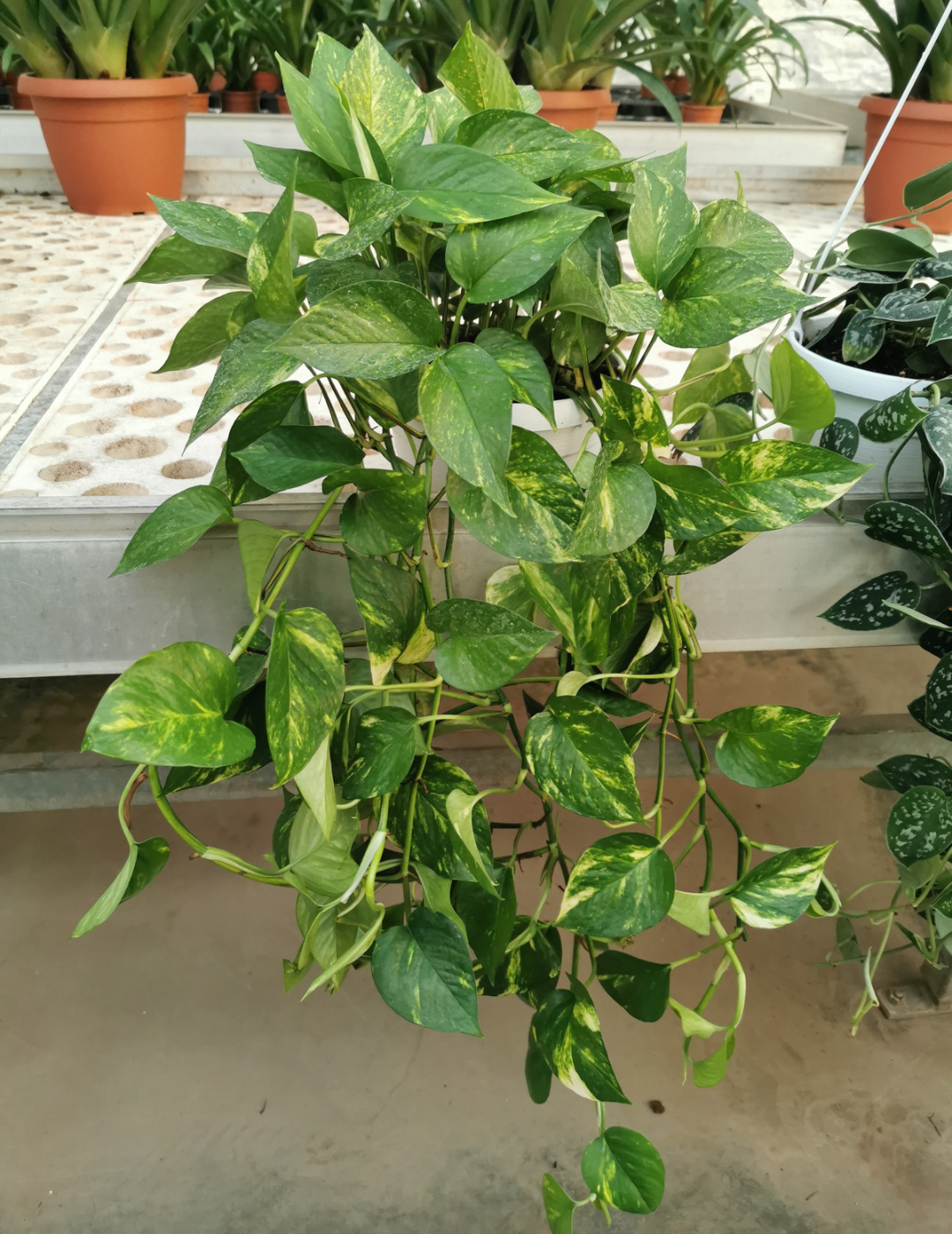 Scindapsus Pothos Aureum Ø18 Baschet