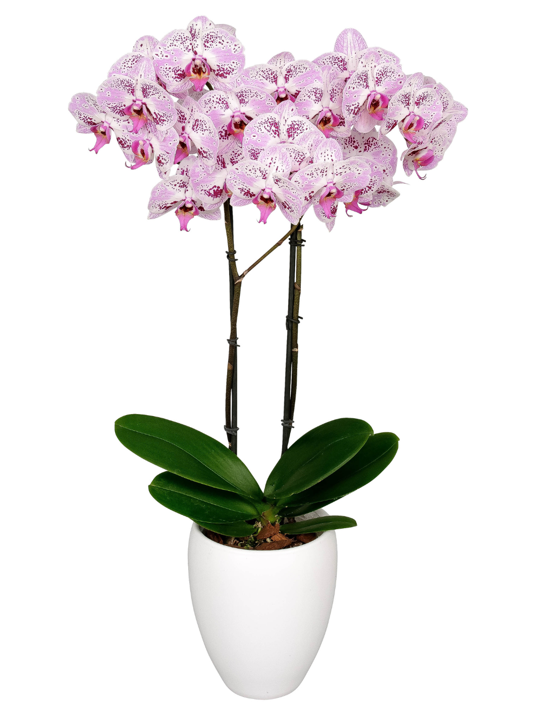 Phalaenopsis Sevilla Ø12