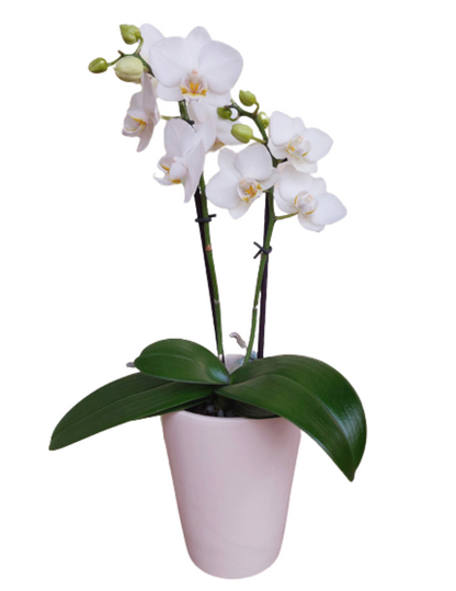 Phalaenopsis Catia Ø9