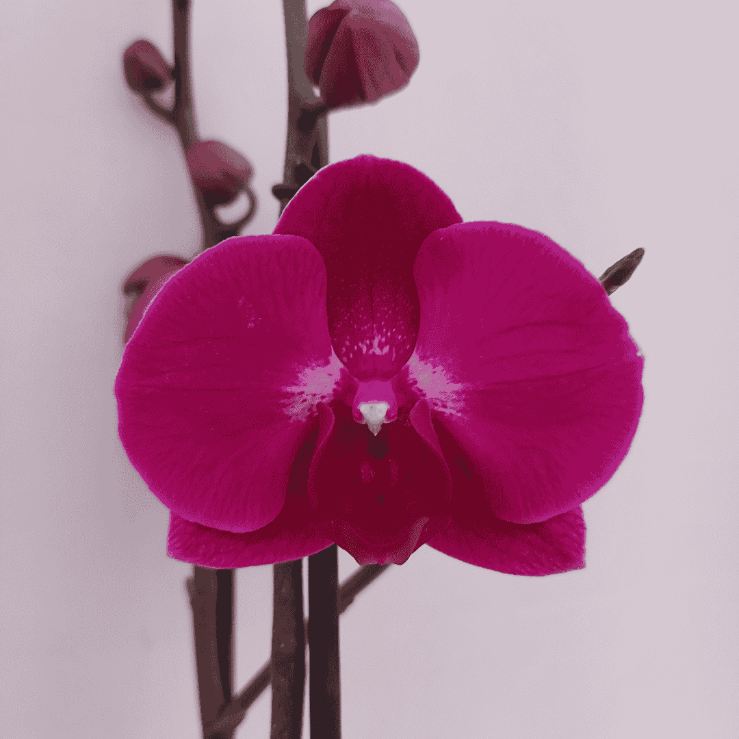 Phalaenopsis Stellenbosh Ø12