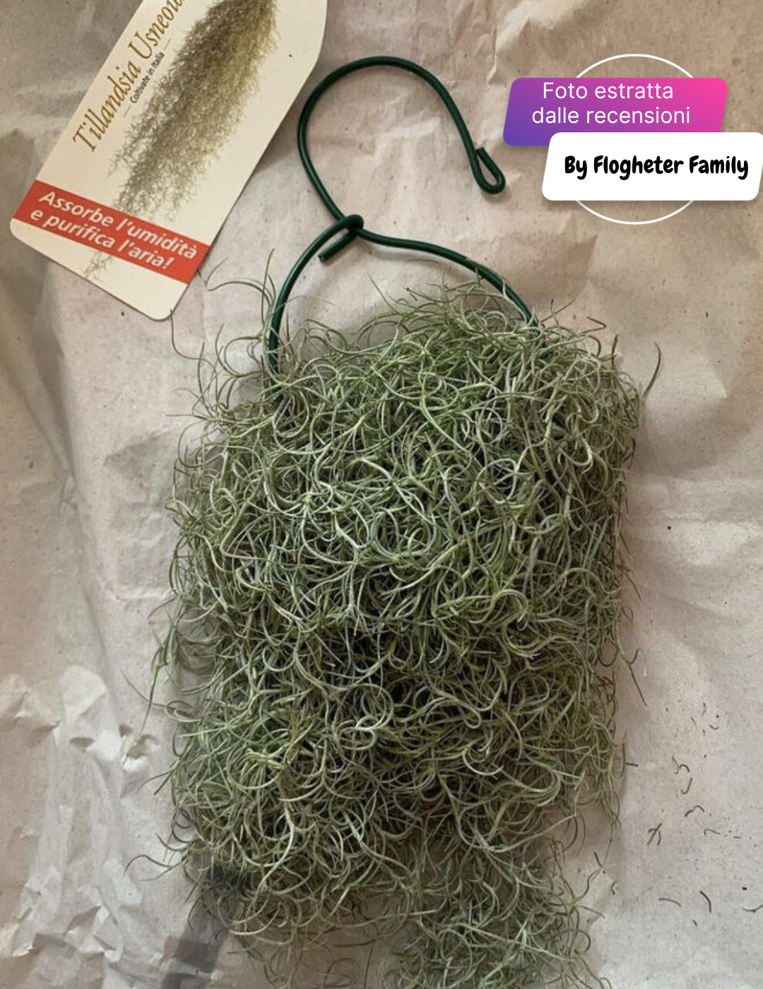 Tillandsia Usneoides