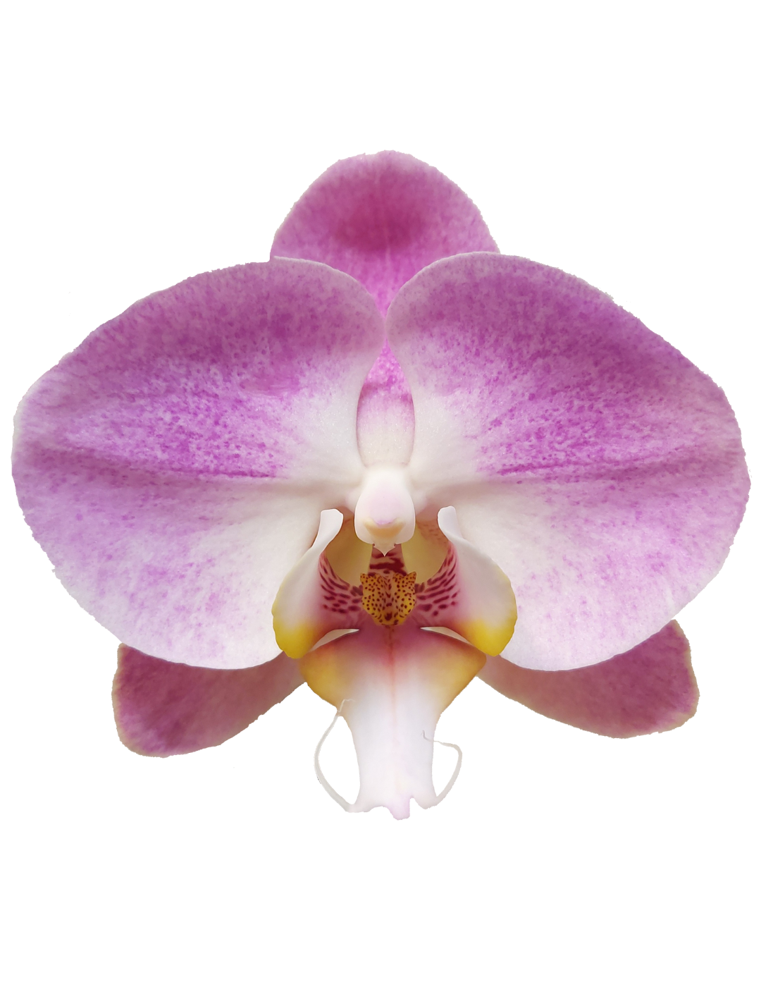 Phalaenopsis Time Agin Ø12