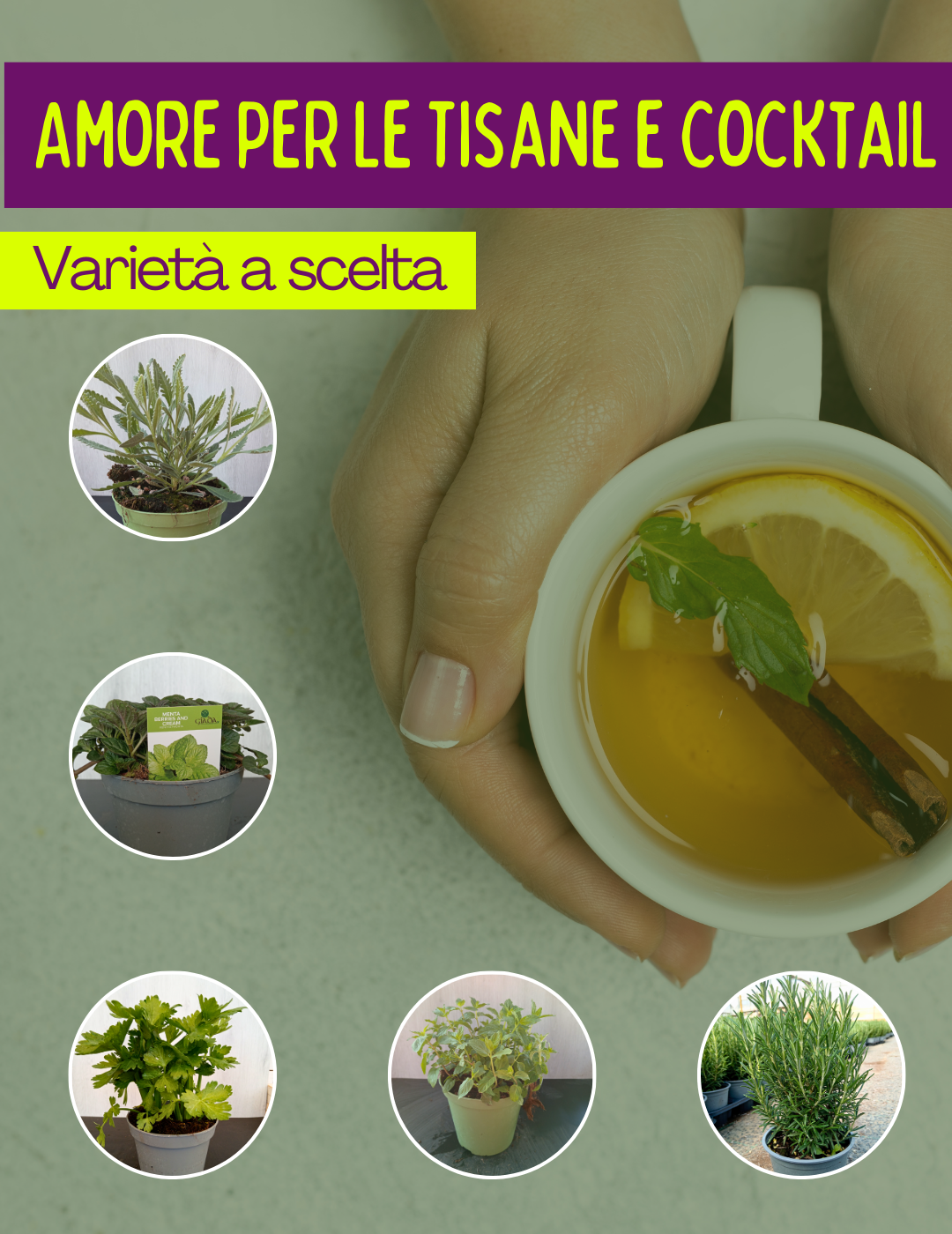 Amore per le Tisane e Cocktail