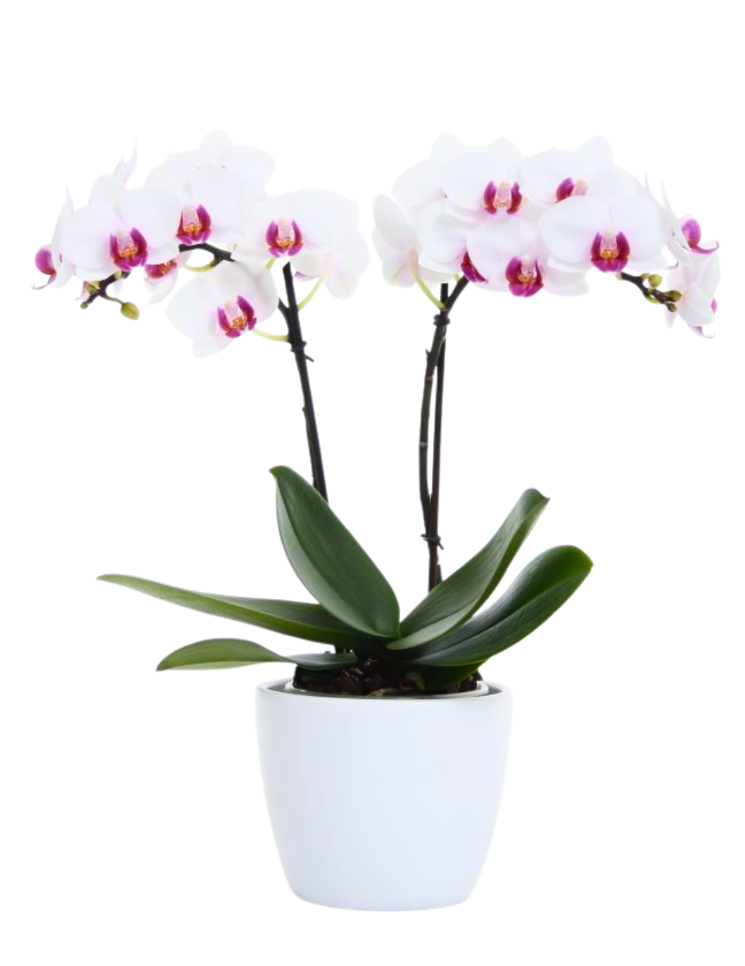 Phalaenopsis Chiara Ø9