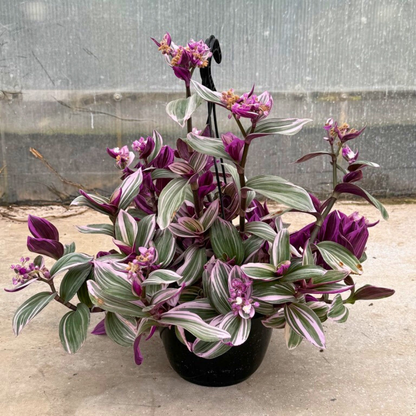 Tradescantia NANOUK Baschet20