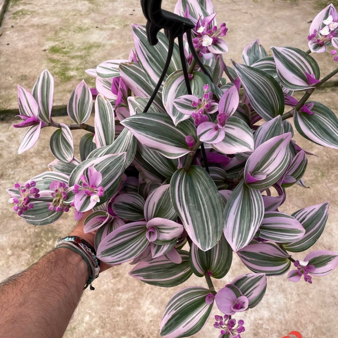 Tradescantia NANOUK Baschet20