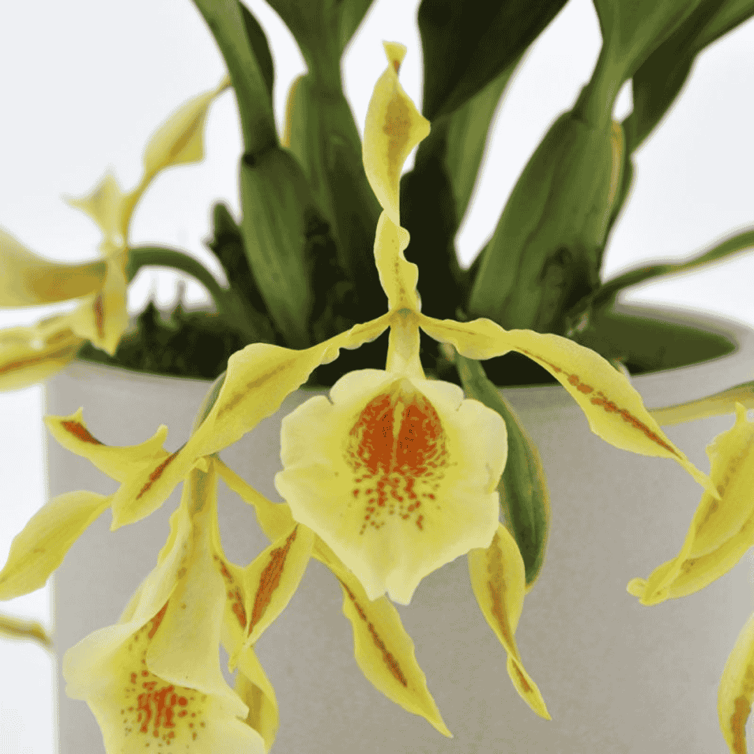 Trichopilia Giallo
