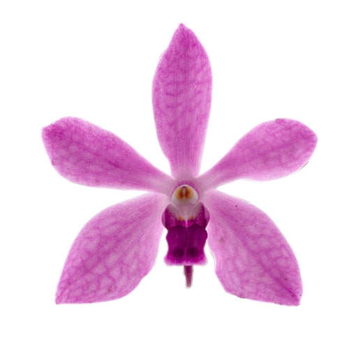 Vanda