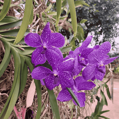 Vanda