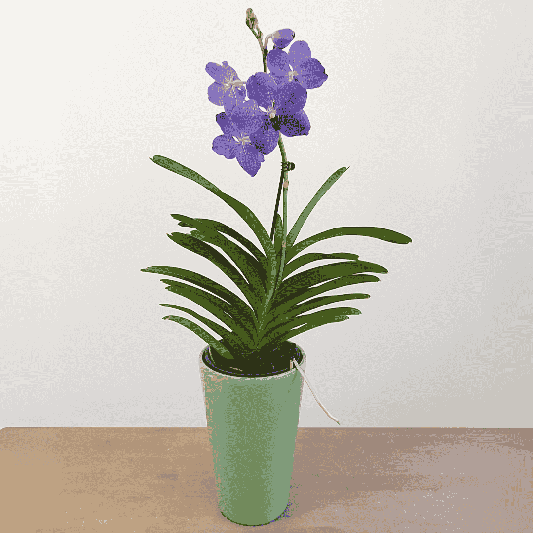 Vanda