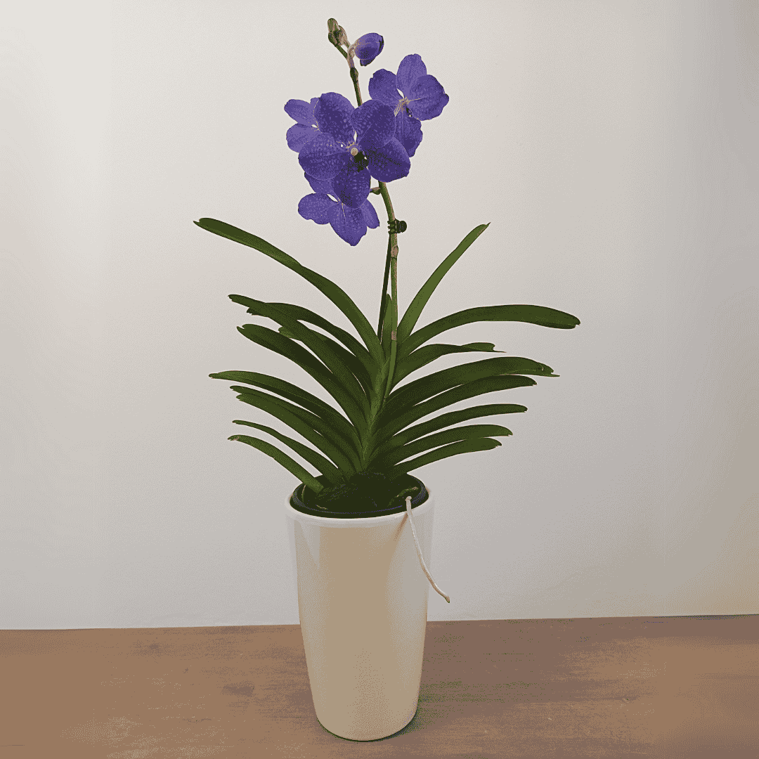 Vanda