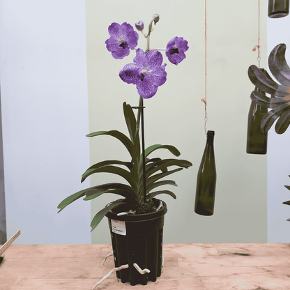 Vanda