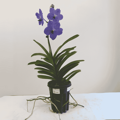 Vanda