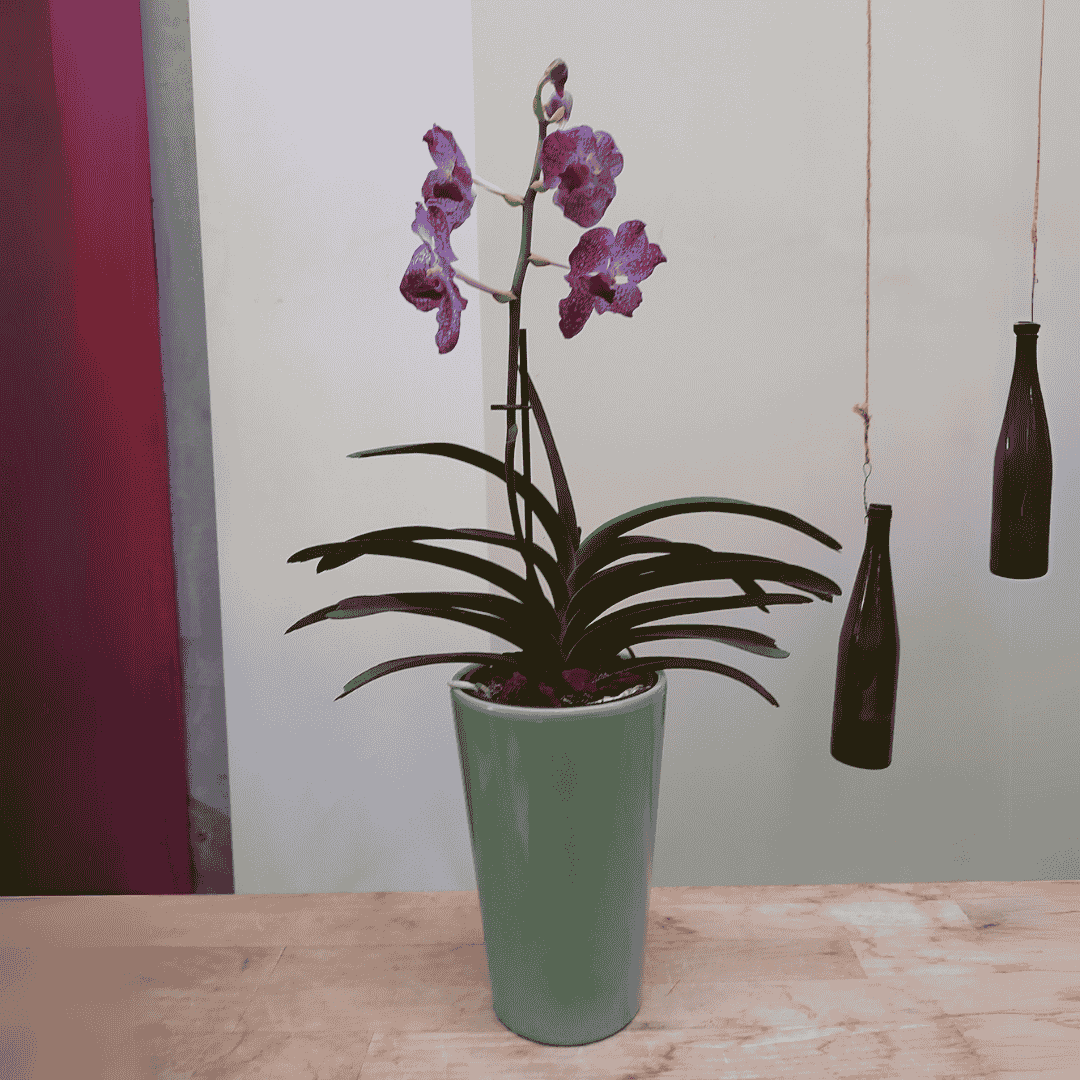 Vanda