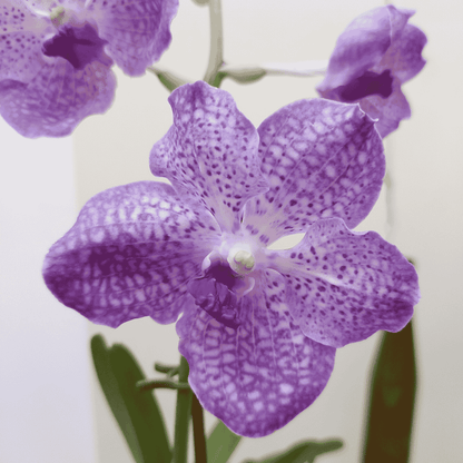 Vanda