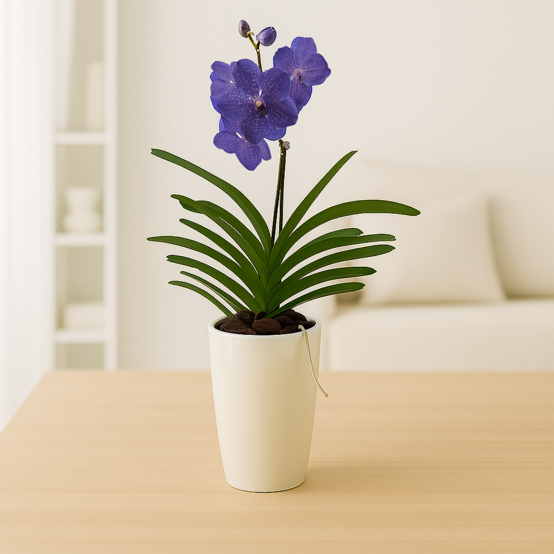 Vanda