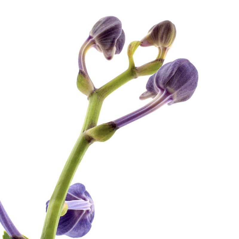 Vanda