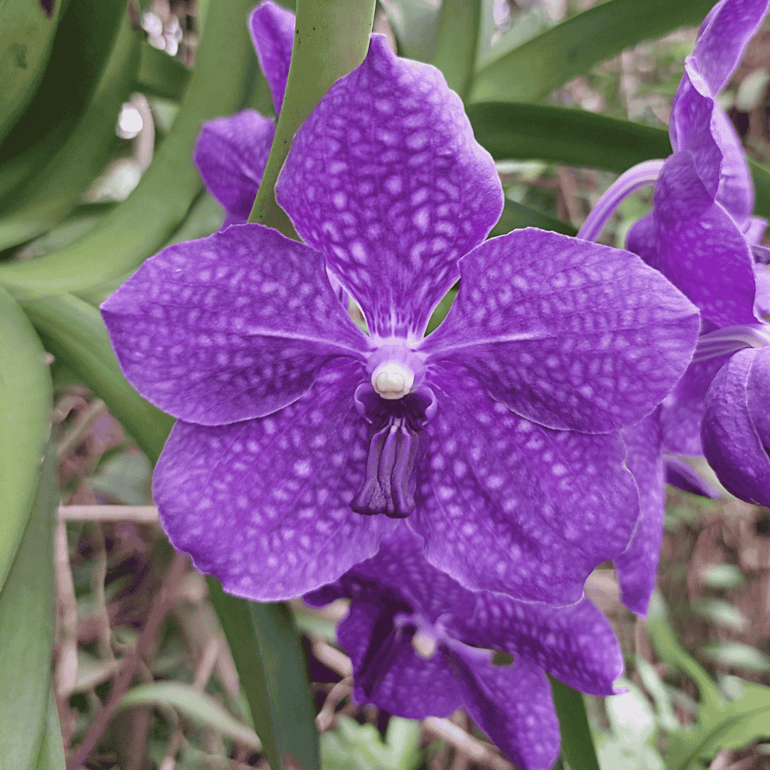 Vanda