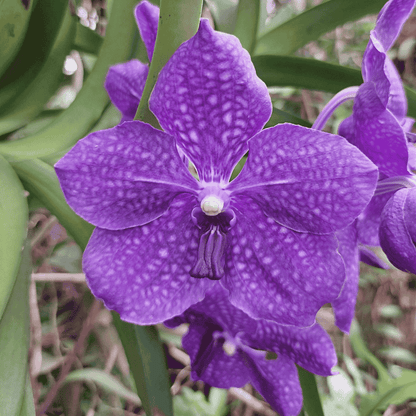 Vanda