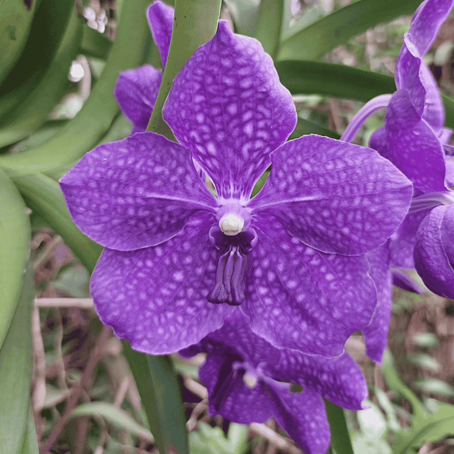 Vanda