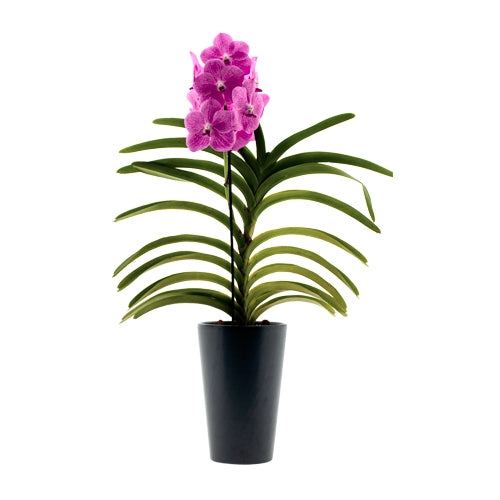 Vanda