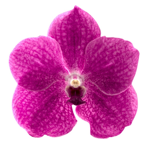 Vanda