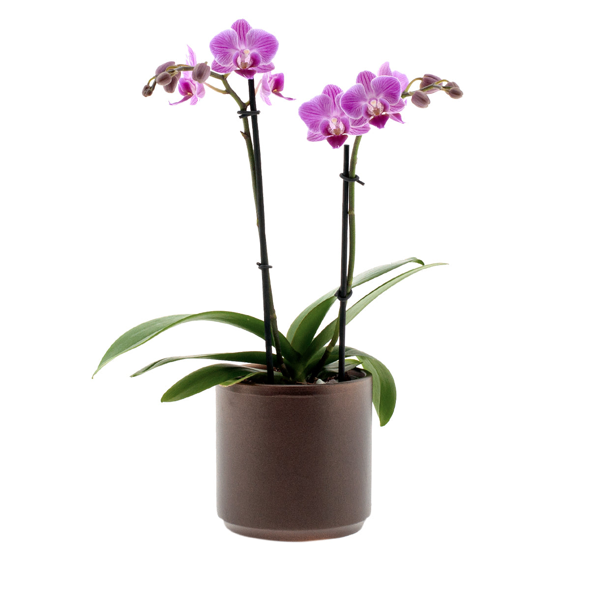 Phalaenopsis Melania Ø9
