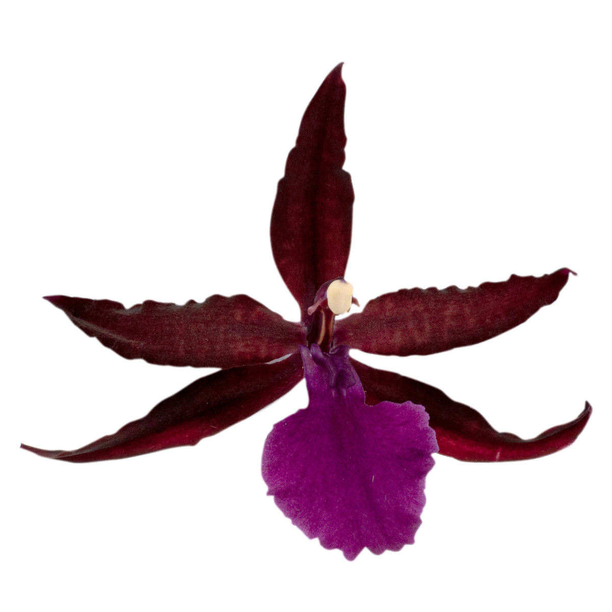 Wilsonara Greta