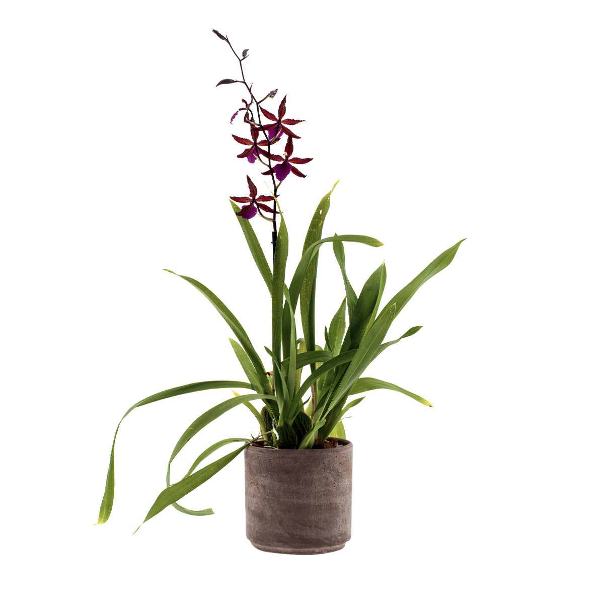 Wilsonara Greta