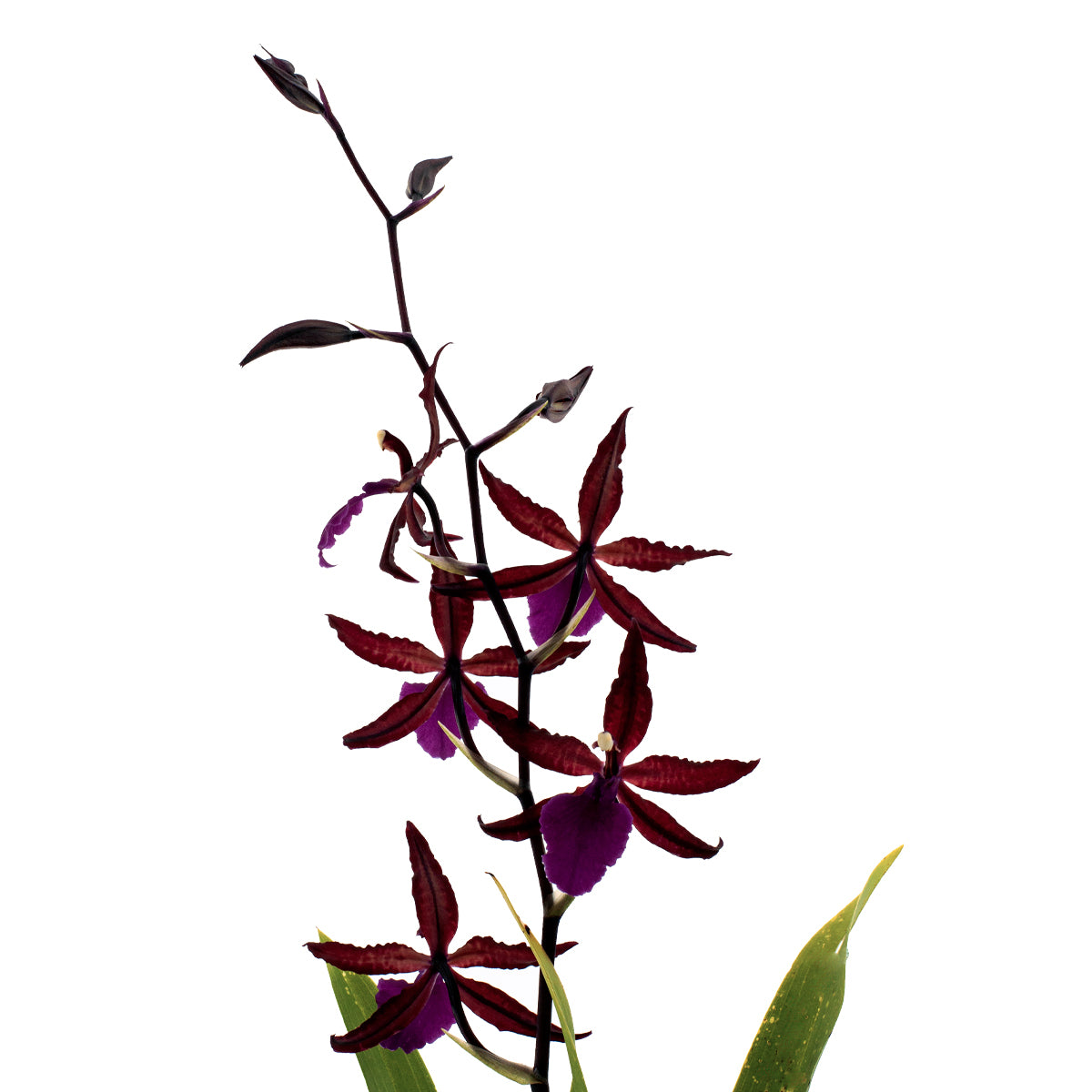 Wilsonara Greta
