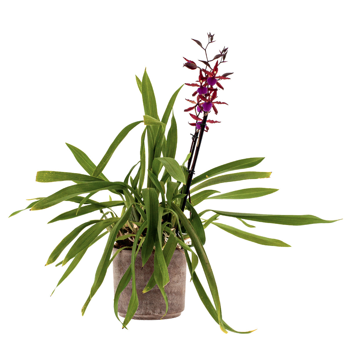 Wilsonara Greta