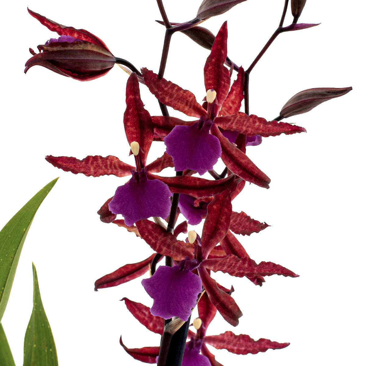 Wilsonara Greta
