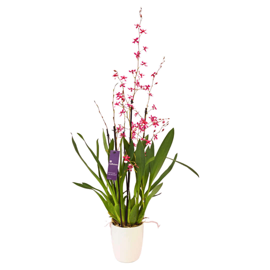 Wilsonara Fortissimo
